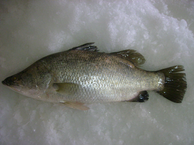 Barramundi