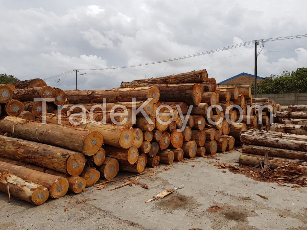 Eucalyptus Logs