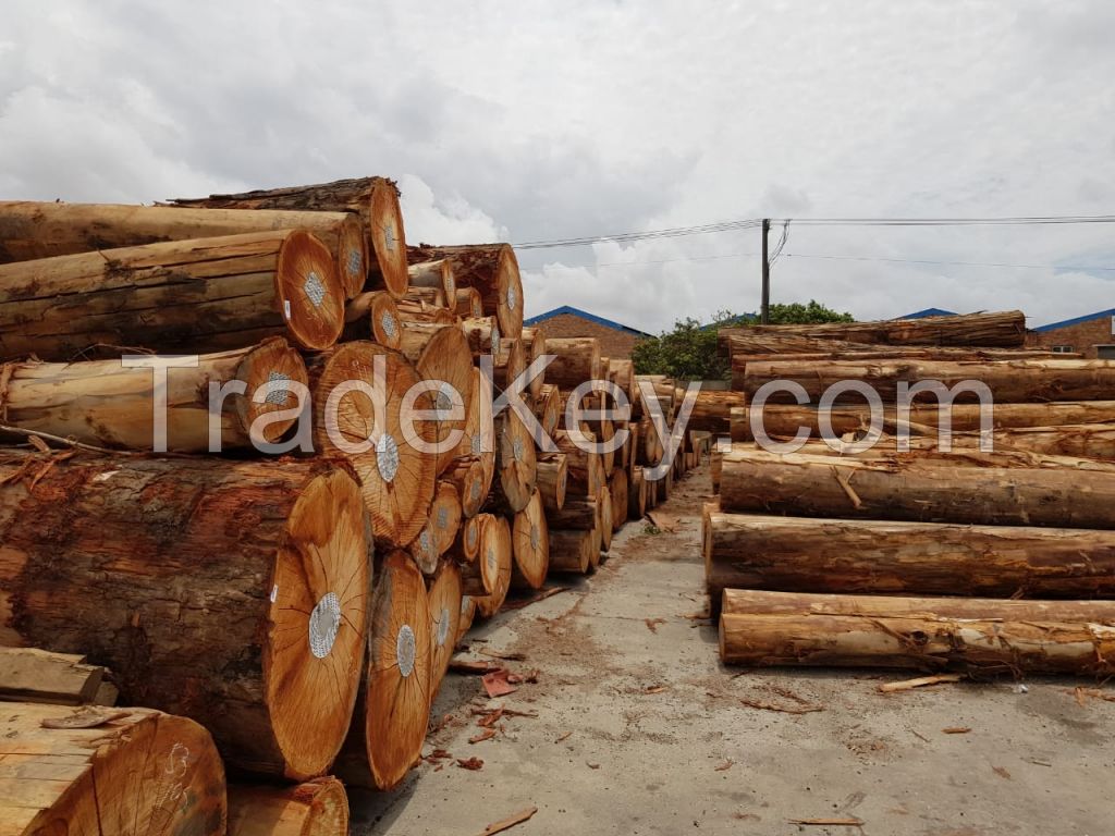 Eucalyptus Logs