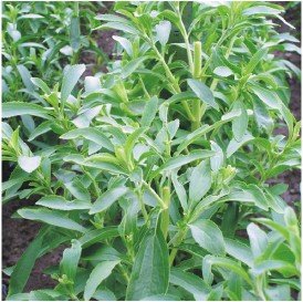 stevia extract