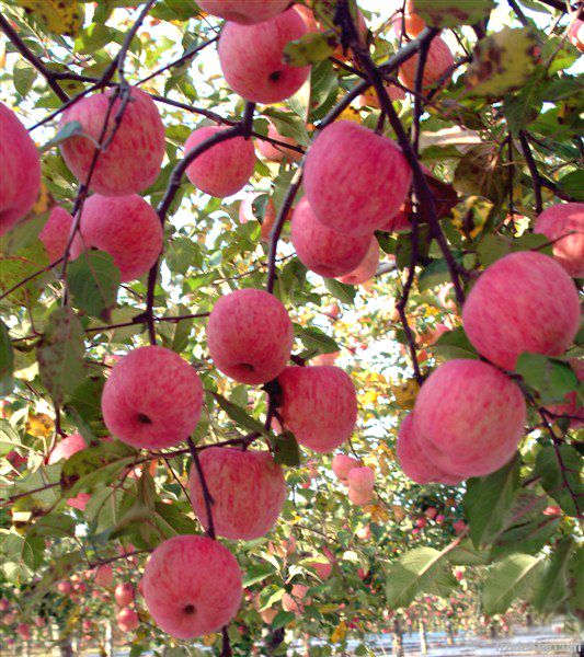 apple fruit