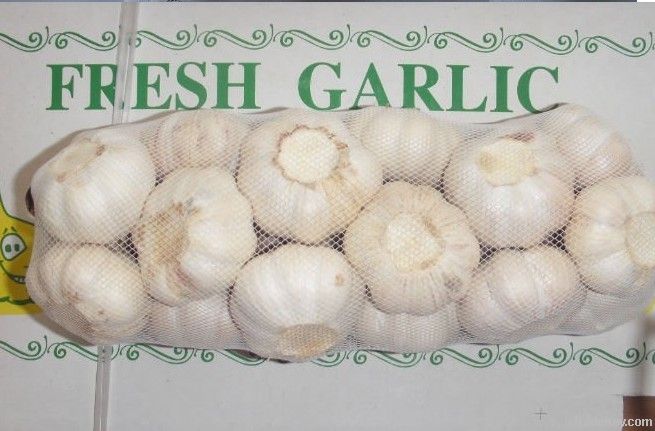 fresh  garlic