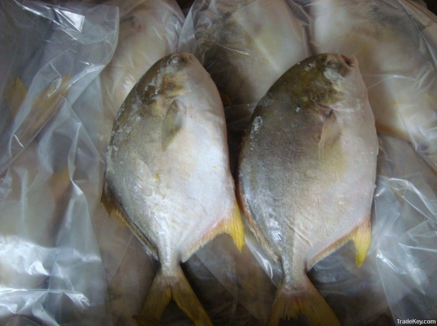 Frozen golden pomfret