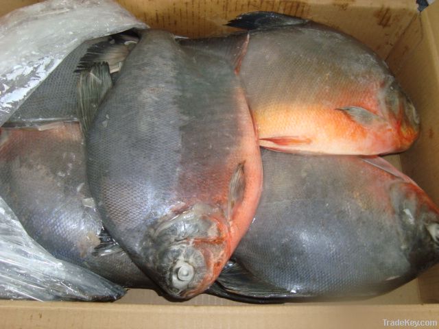 Frozen pacu fish