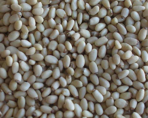 Pine nut Kernels 850-1300