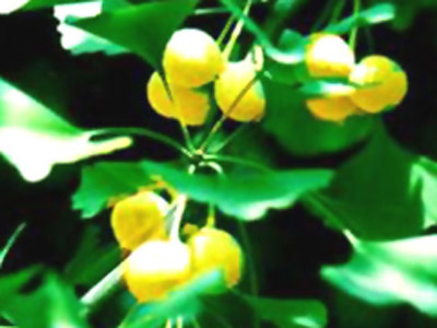 Ginkgo Biloba P.E.