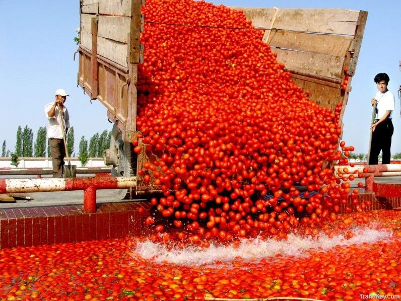 tomato paste