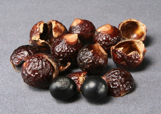 Soapnut