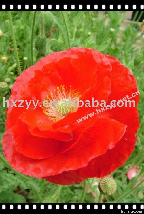 corn poppy