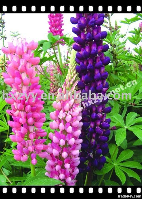 lupine