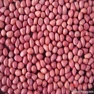 red skin peanuts