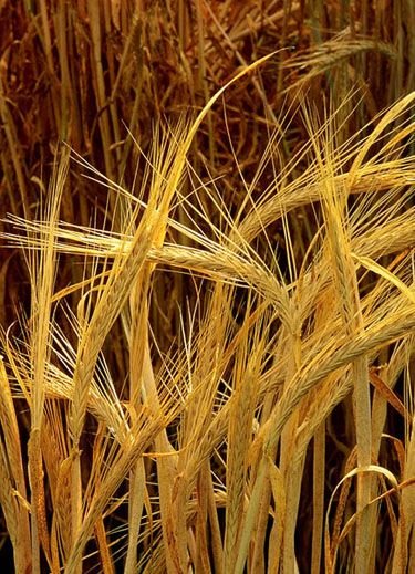 Barley from Russia