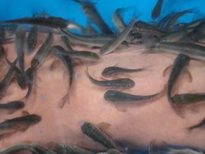 Doctor Fish Spa Massage &amp;amp; Treatment Project