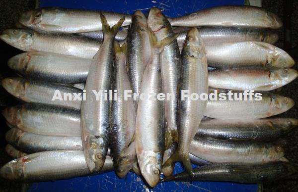 Frozen Sardines