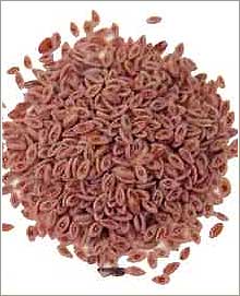 Agri Seeds: Psyllium/ Sesame/ Cumin