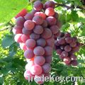 grape seed extract