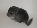 baby chinchillas