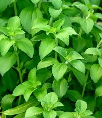 Stevia extract