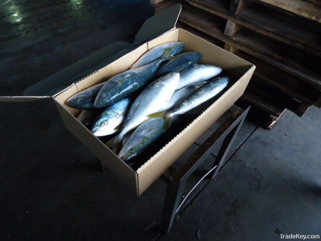 Whole Round Frozen Yellow tail from Japan