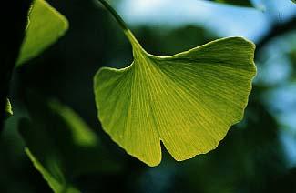 Ginkgo Biloba Leaf Extract