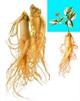 Panax Ginseng