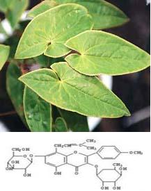 Epimedium extract