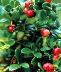 Bearberry Extract(Uva ursi extract)