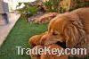 artificial grass for pets