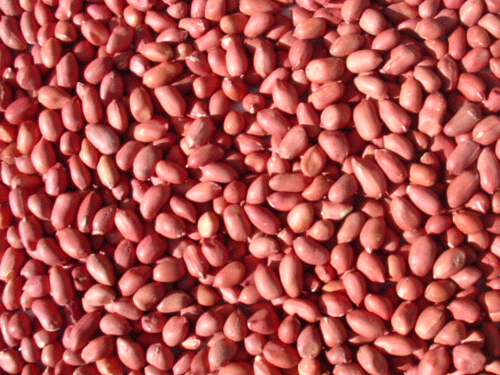 Peanut kernels