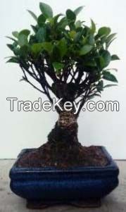 Ficus Bonsai Natural Plant