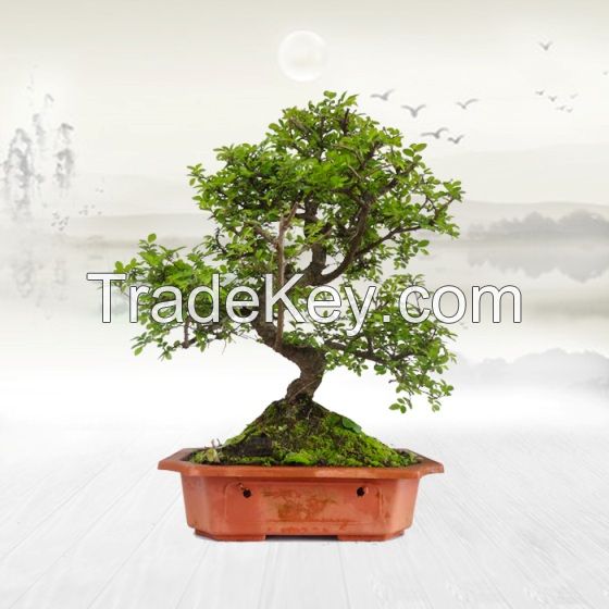 Ulmus Bonsai Natural Plant