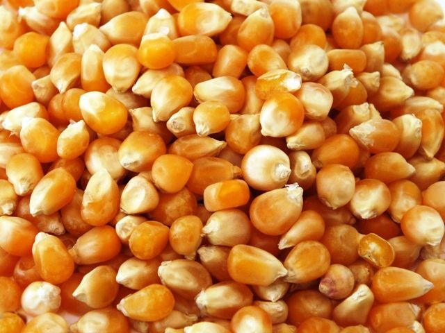 Corn from Ukraine