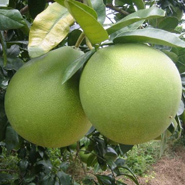 Crystal Honey Pomelo