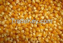 Yellow Corn