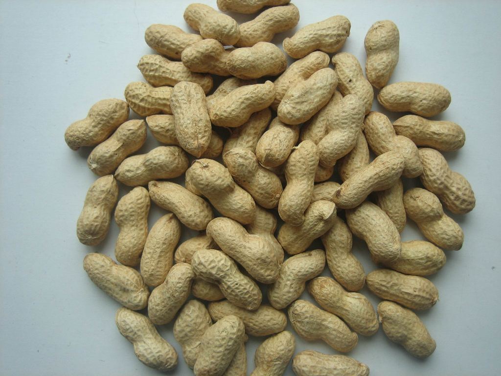 PEANUT INSHELL