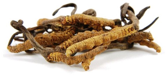 Cordyceps