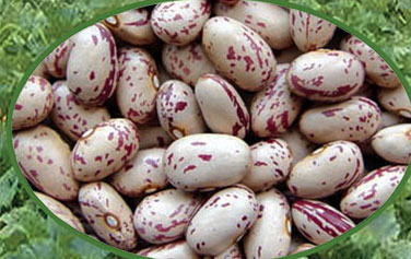 Speckled Kidney Beans