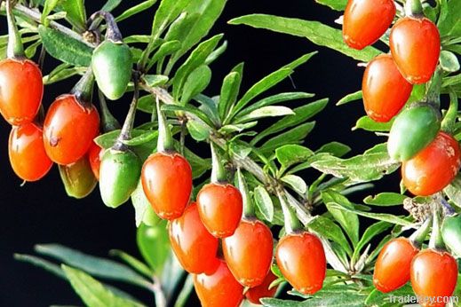 Goji Extract 40% Polysaccharides