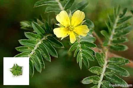 Tribulus Terristris Extract 40% Protodioscin HPLC