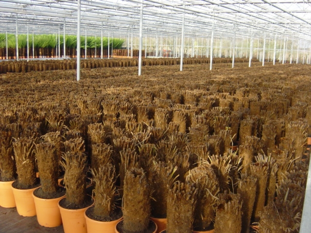 Dicksonia Cyathea Treeferns