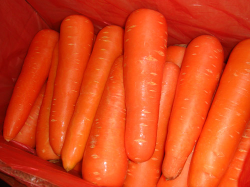 fresh carrot