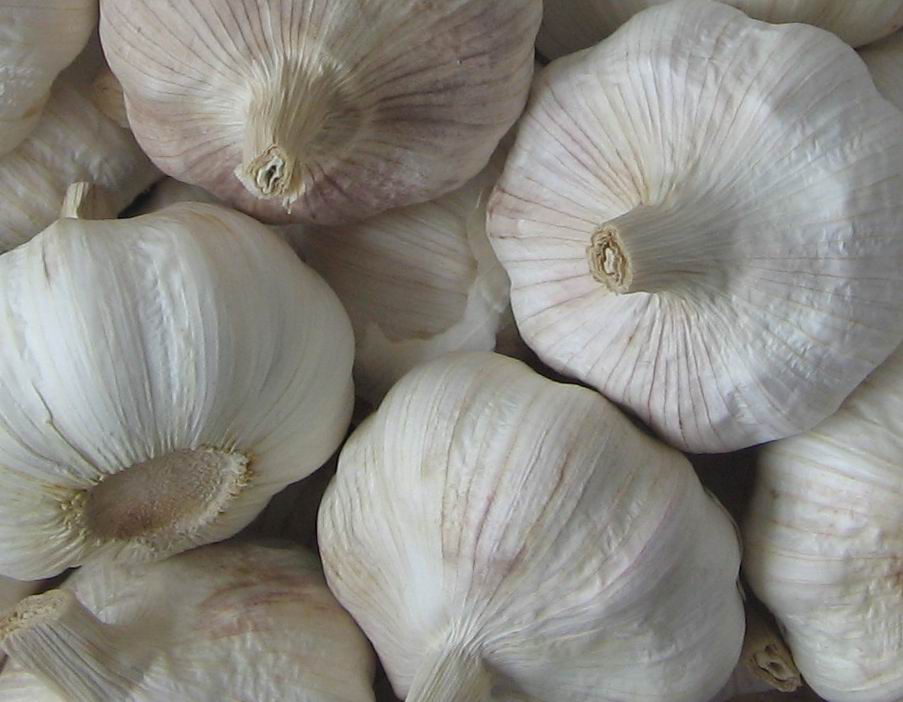 chinese fresh garlic