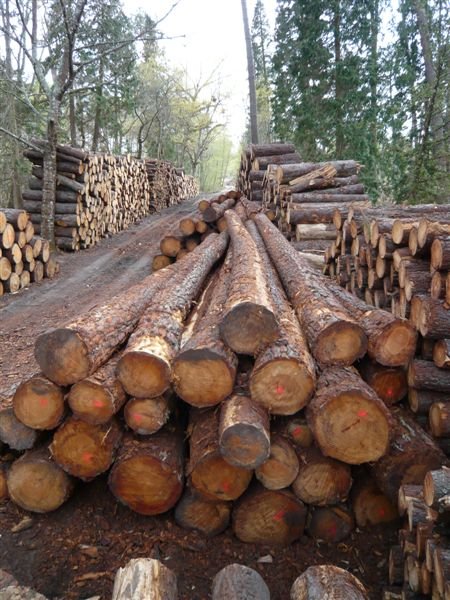 Poplar Woods Logs, Pine Woods Logs, African Teak Wood Logs.