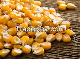 SELLER OF YELLOW CORN