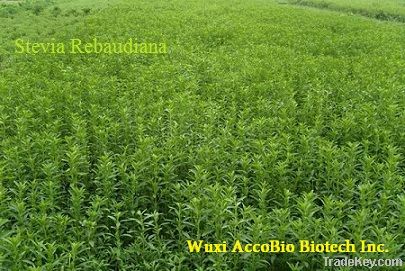 Stevia extract(Rebaudioside A; Steviol Glycoside)