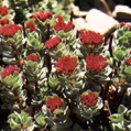 Rhodiola P.E