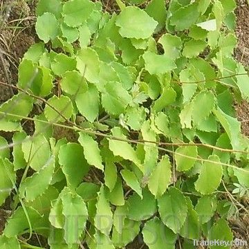 GOOD QUALITY Epimedium Extract