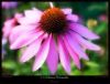 Echinacea Purpurea Extract