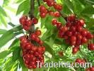 Acerola cherry extract