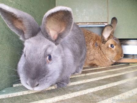 Rabbits Mini-Farms